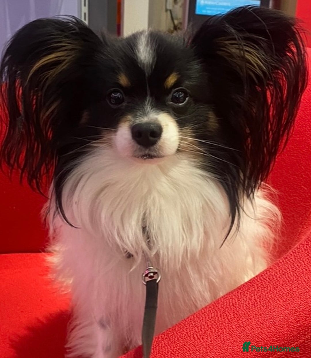 Mixed Breed dogs for sale: Beautiful 8 week old Chug x Papillion Boy & Girl  - Image 7