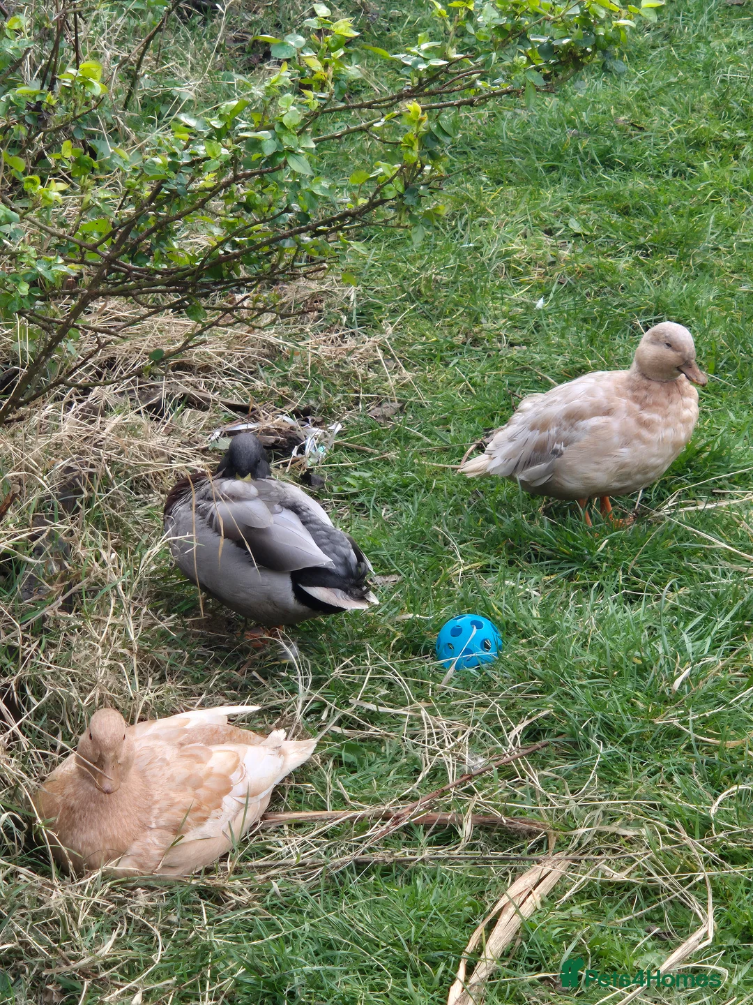 Ducks poultry for sale: trio of call ducks for sale - Advert 1