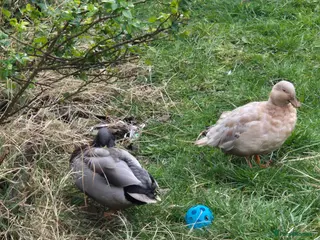 Ducks poultry trio of call ducks for sale - Advert 1