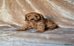 Cavapoo dogs for sale: Gorgeous Fox Red Cavapoo health tested parents  - Image 27