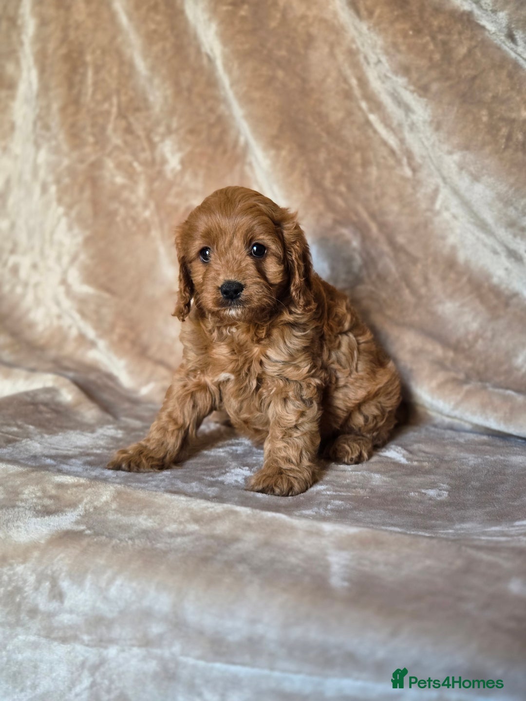 Cavapoo dogs for sale: Gorgeous Fox Red Cavapoo health tested parents  - Image 27