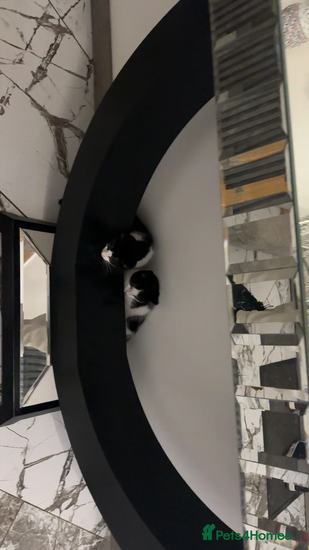 British Shorthair cats for sale: 2 lovely black and white shorthairs - Advert 24