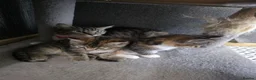 Ragdoll cats for sale: Ragdoll x Tabby Mix Kittens - Advert 9