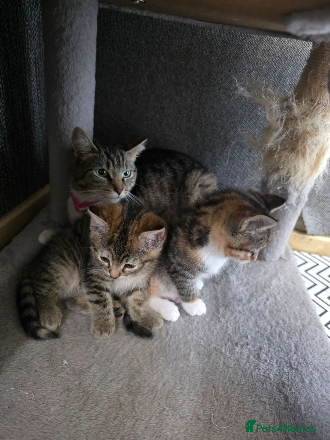 Ragdoll cats for sale: Ragdoll x Tabby Mix Kittens - Advert 9