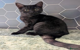 Selkirk Rex cats for sale: 😻 Stunning Selkirk Rex Mix Kittens 😻 - Image 26