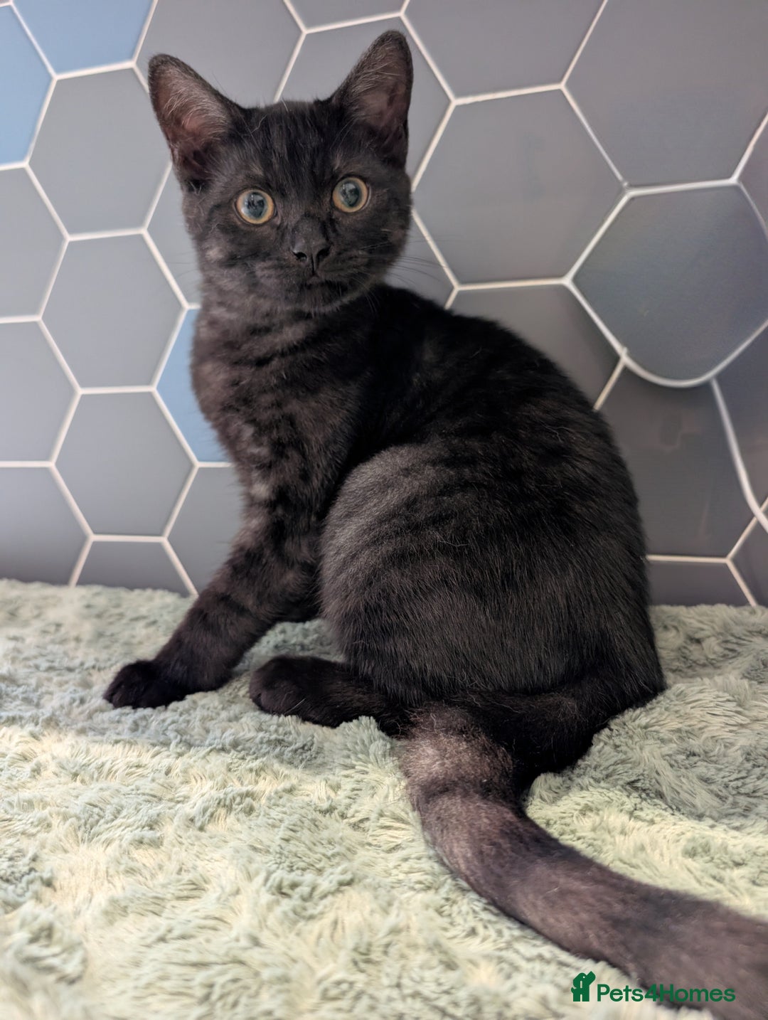 Selkirk Rex cats for sale: 😻 Stunning Selkirk Rex Mix Kittens 😻 - Image 26