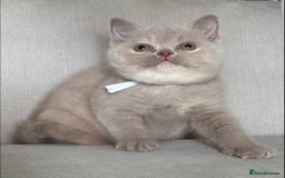 British Shorthair cats for sale: Beautiful BSH  - Image 5