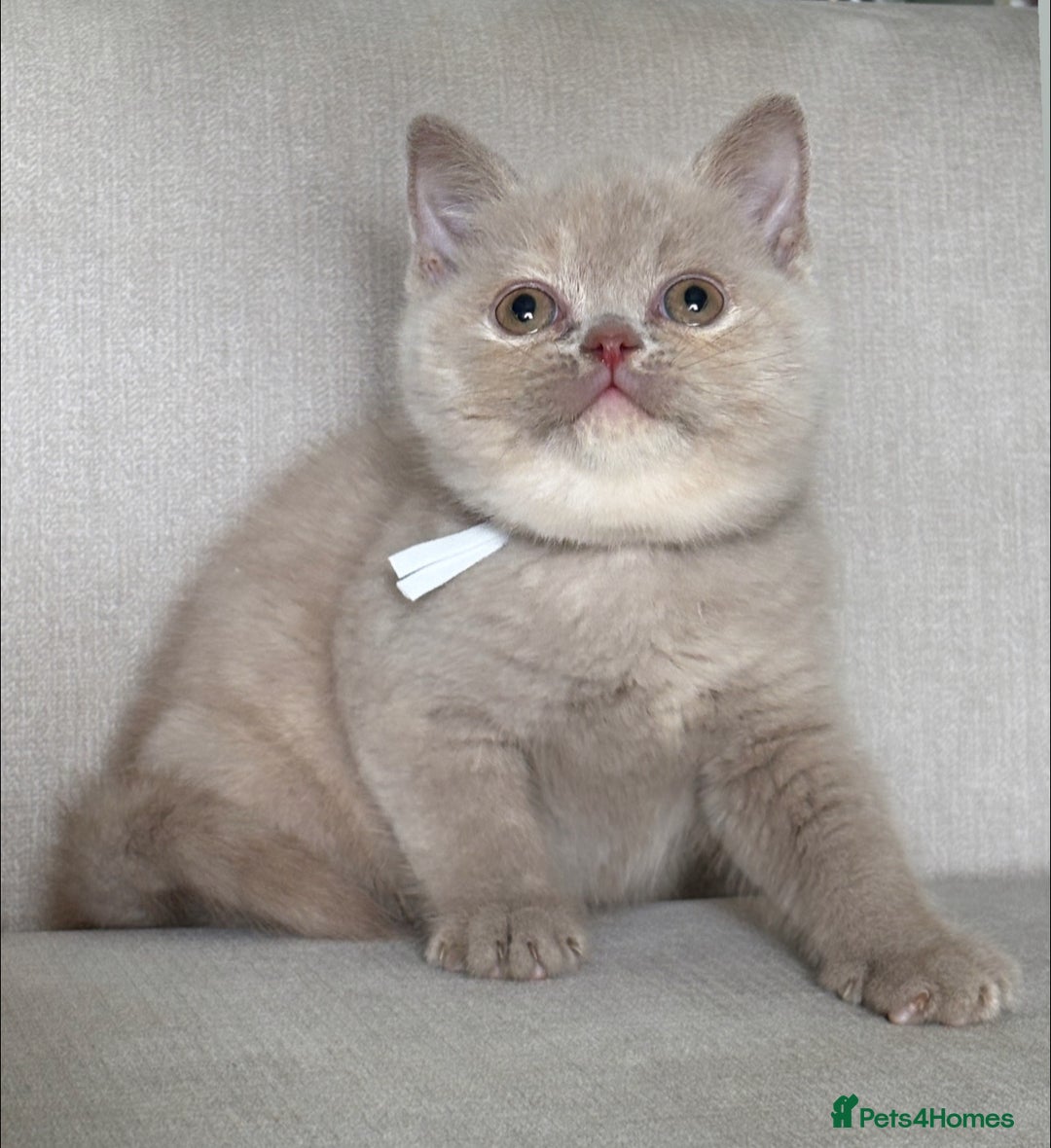 British Shorthair cats for sale: Beautiful BSH  - Image 5