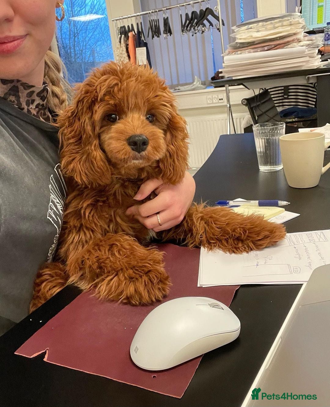 Cavapoo dogs for sale: Beatiful Cavoodle Puppy  - Image 4