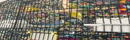 Budgerigars birds for sale: 5 budgies and cage  in Saltburn-by-the-Sea - Advert 3