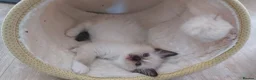 Ragdoll cats for sale: RAGDOLLS GIRL SEAL POINT BLUE EYES  - Advert 14