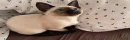 Siamese cats for sale: The Crown Jewels of Companionship-Siamese Kittens in Norwich - Advert 5