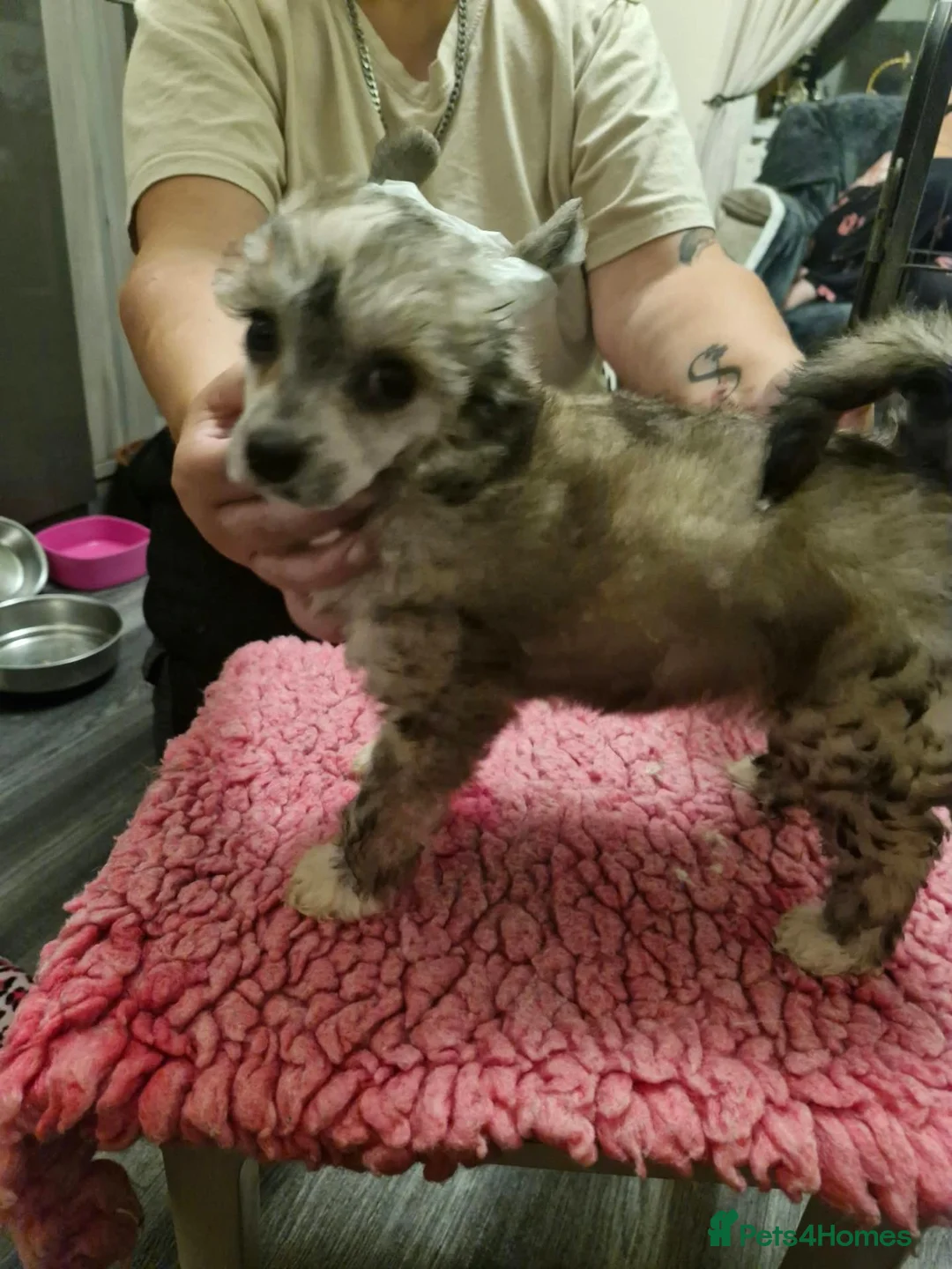 Chinese Crested dogs for sale: Chinese crested bitches in Stockton-on-Tees - Advert 2