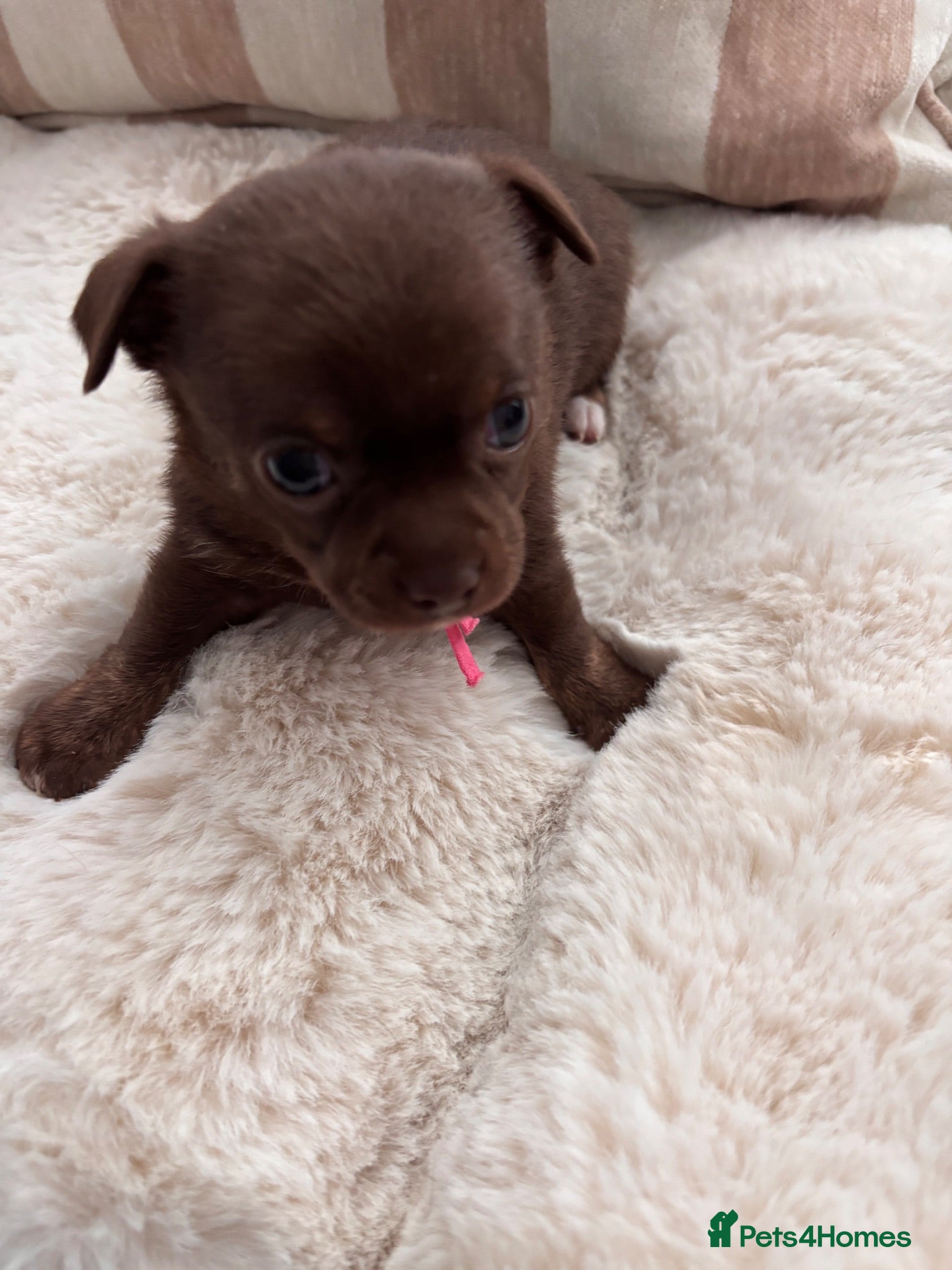 Chihuahua dogs Pure bred apple head chihuahuas ! 💕250 deposit  - Advert 2