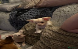 Chihuahua dogs for sale: Double chocolate platinum baby’s READY TO LEAVE  - Image 36