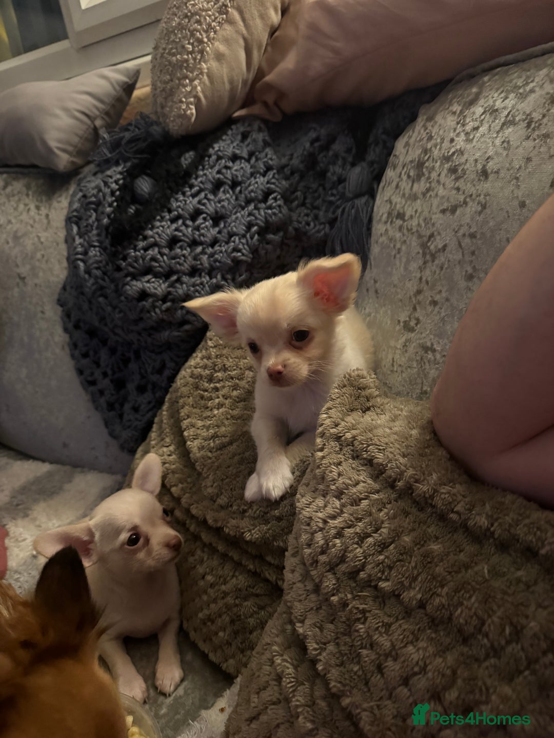 Chihuahua dogs for sale: Double chocolate platinum baby’s READY TO LEAVE  - Image 36