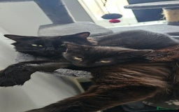 Mixed Breed cats for sale: 2 black famele kittens  - Image 10