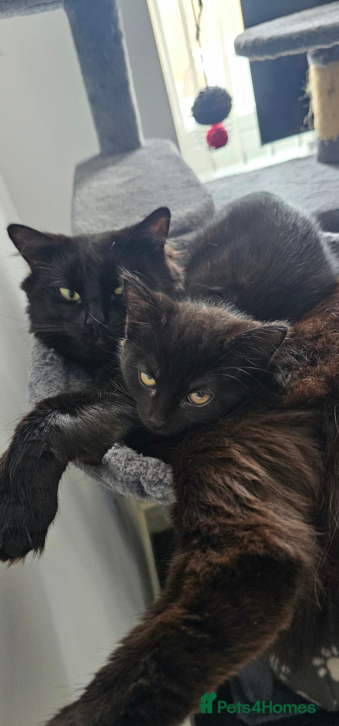 Mixed Breed cats for sale: 2 black famele kittens  - Image 10