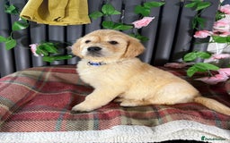 Golden Retriever dogs for sale: Handsome male golden retriever puppies for sale - Image 8
