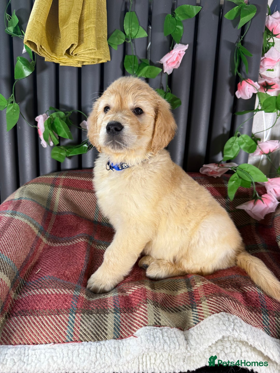 Golden Retriever dogs for sale: Handsome male golden retriever puppies for sale - Image 8