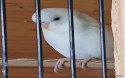 Budgerigars birds for sale: Beautiful baby budgies ready for rehoming - Image 11