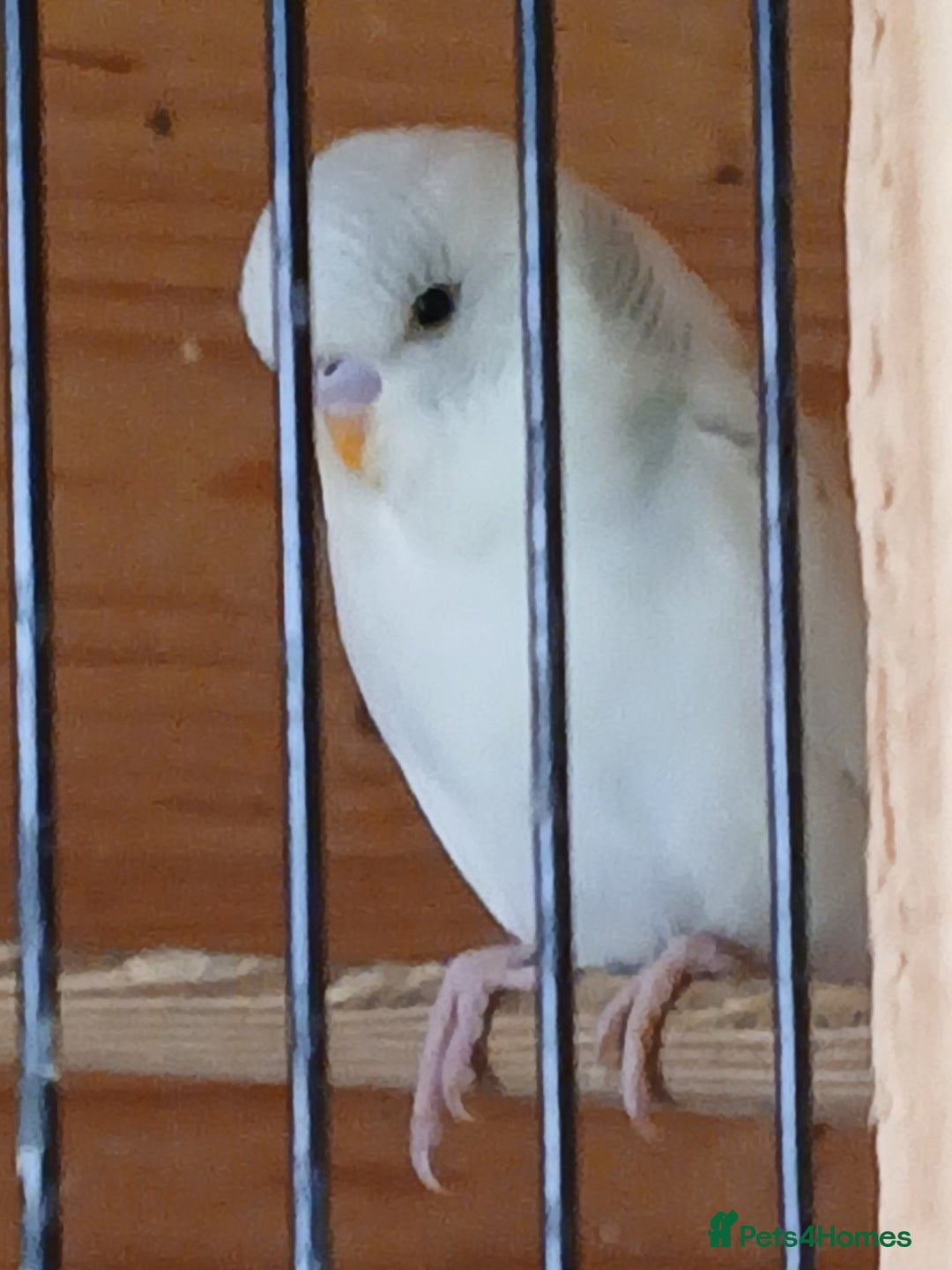 Budgerigars birds for sale: Beautiful baby budgies ready for rehoming - Image 11