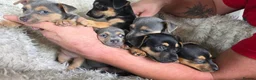 Jack Russell dogs for sale: Lilac and tan/black and tan Jack Russel puppies  in Eastbourne - Advert 10