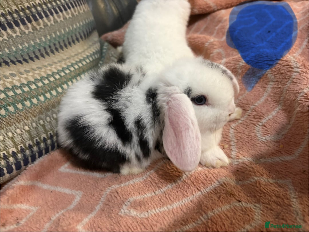 Mini Lop rabbits for sale: 8 beautiful friendly baby mini lops  - Image 23