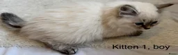 Siberian cats for sale: Beautiful Blue-Eyed Siberian Kittens - Advert 5