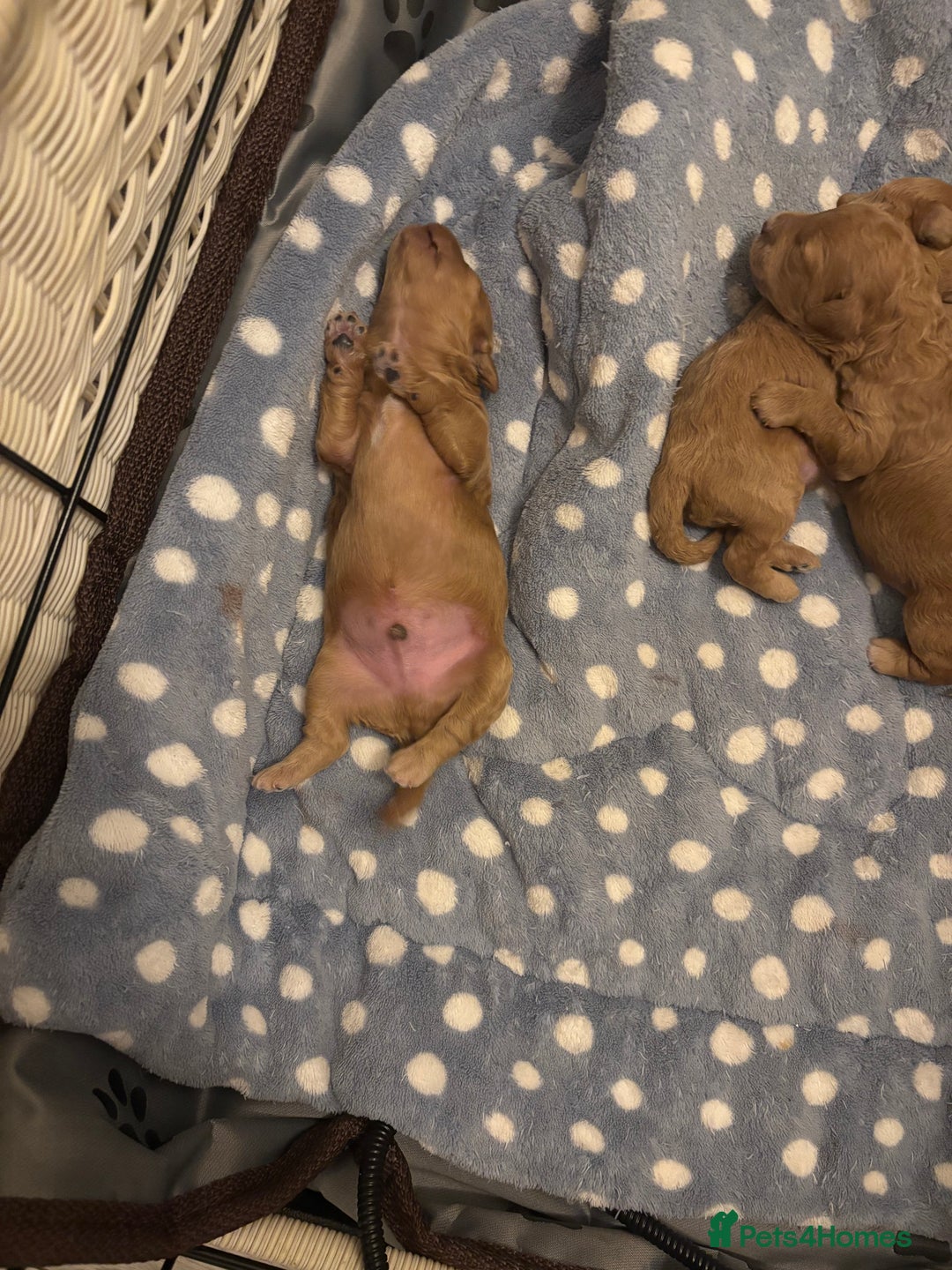 Toy Poodle dogs for sale: Toy poodles for sale - Advert 5