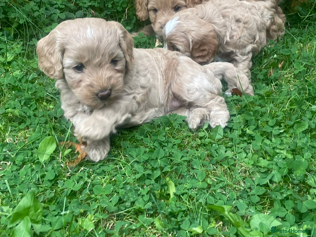 Cockapoo dogs for sale: One female cockapoo left from litter of 6 - Image 2