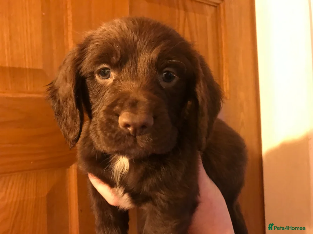 English Springer Spaniel dogs for sale: English springer spaniel puppies - Advert 6