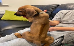 Rhodesian Ridgeback dogs for sale: Pedigree Ridgeback Puppies - READY FOR VIEWING in Scunthorpe - Image 15