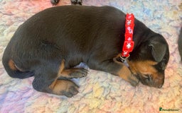 Dobermann dogs for sale: KC registered health tested Doberman puppies - Image 7