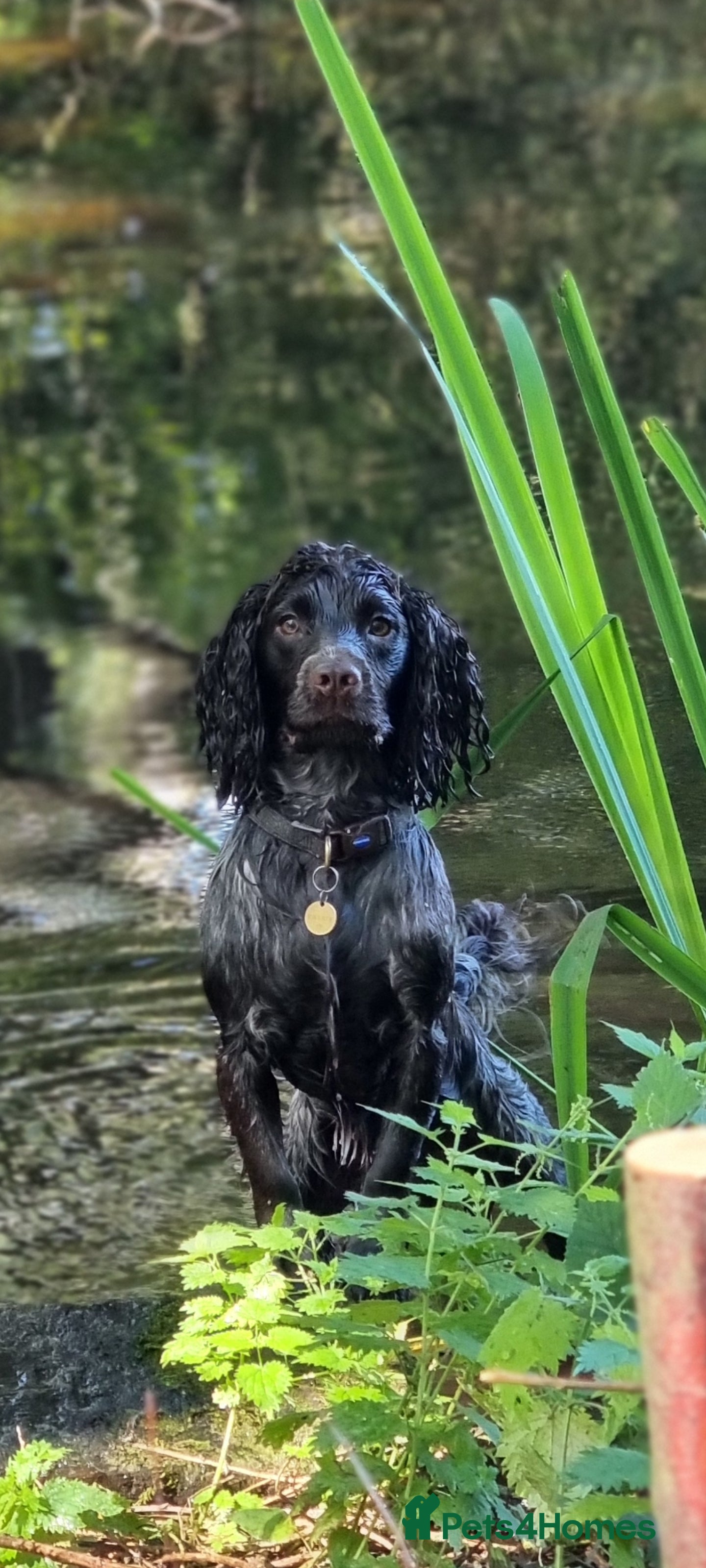 Cocker Spaniel dogs Prov' Health Tested KC Working Cocker Spaniel Stud - Advert 2