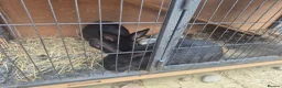 Mixed Breed rabbits for sale: Mini lops rabbits for adoption - Advert 2