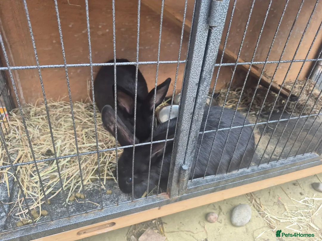 Mixed Breed rabbits for sale: Mini lops rabbits for adoption - Advert 2