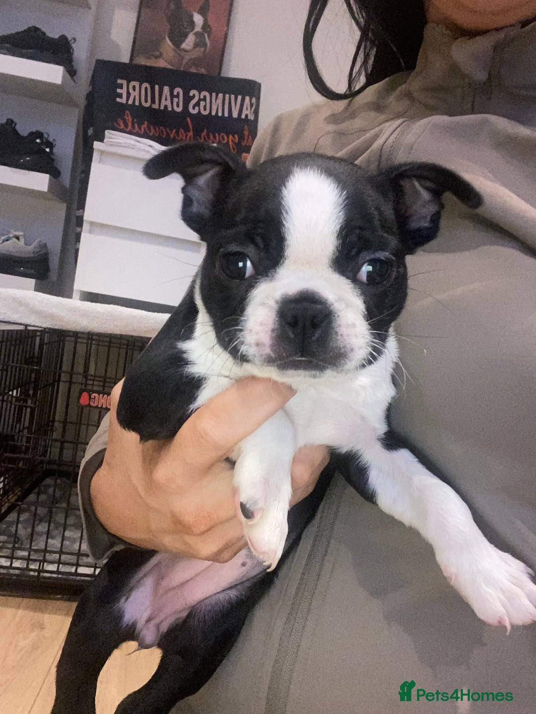 Boston Terrier dogs for sale: Female Boston terrier - Advert 5