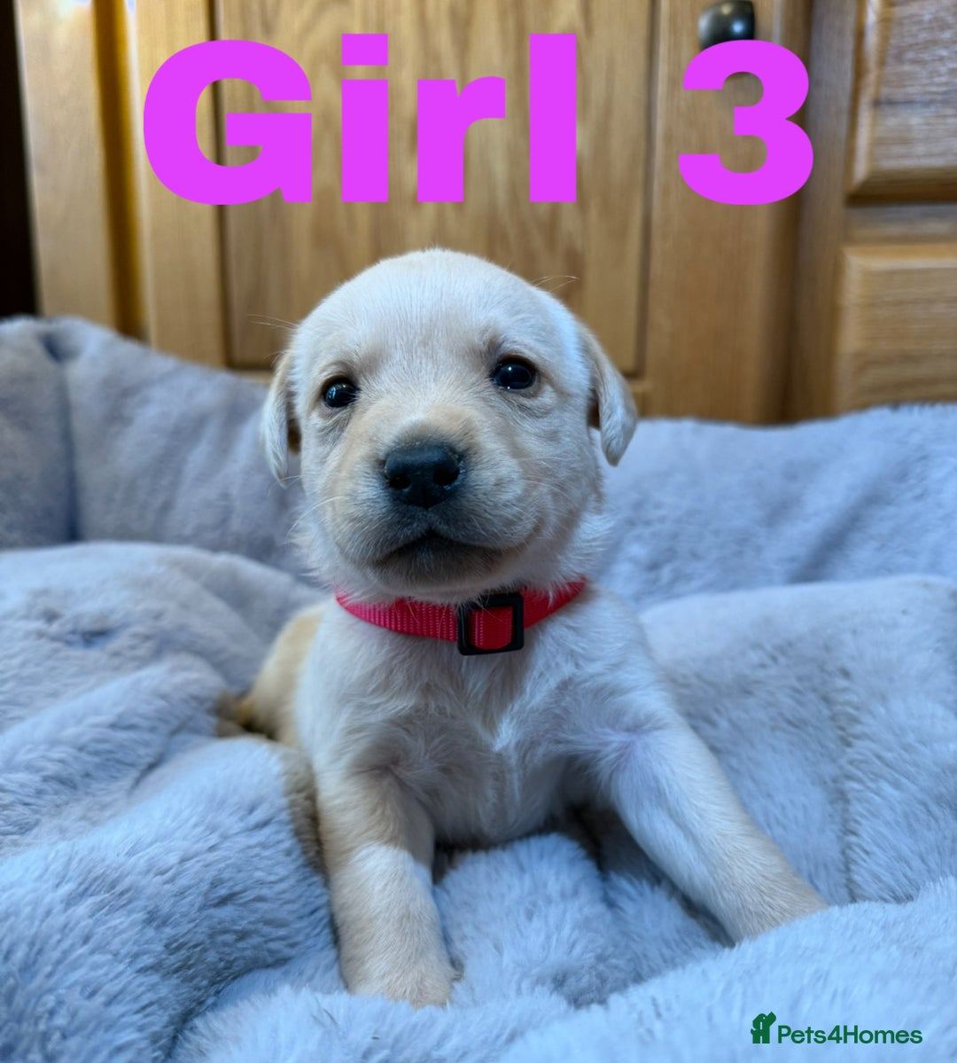Labrador Retriever dogs for sale: Lovely Purebred Labrador Puppies - Advert 8