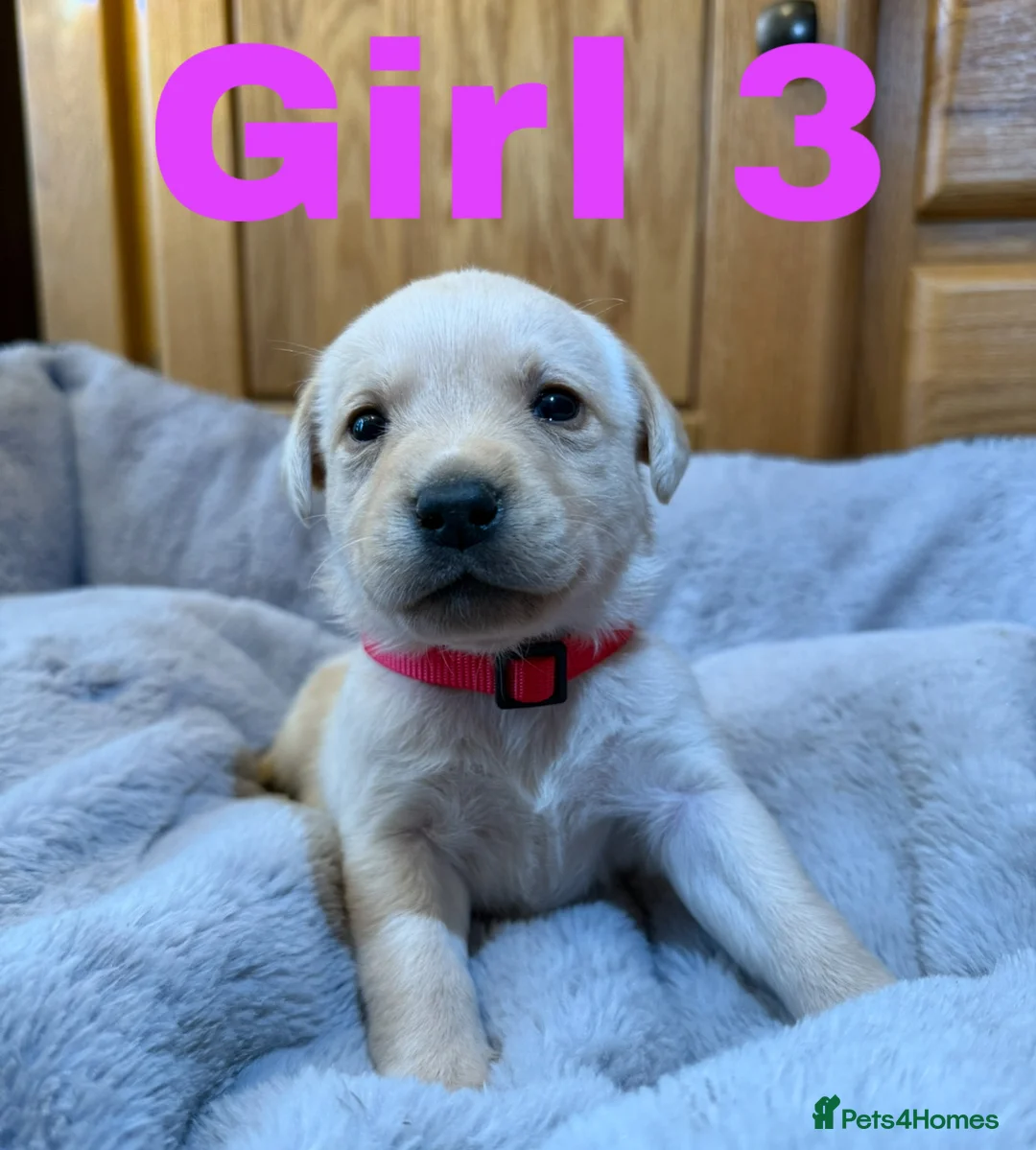 Labrador Retriever dogs for sale: 2 left- Purebred Labrador Puppies - Advert 8
