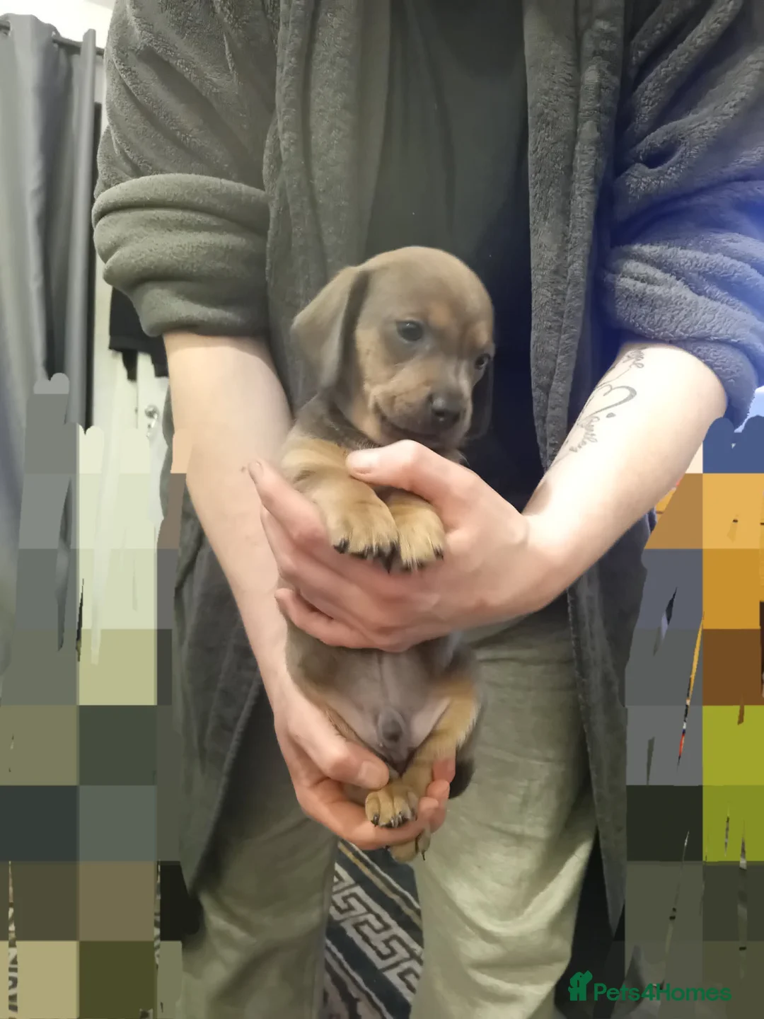 Dachshund dogs for sale: Beautiful liter of pups  in Dudley - Advert 6