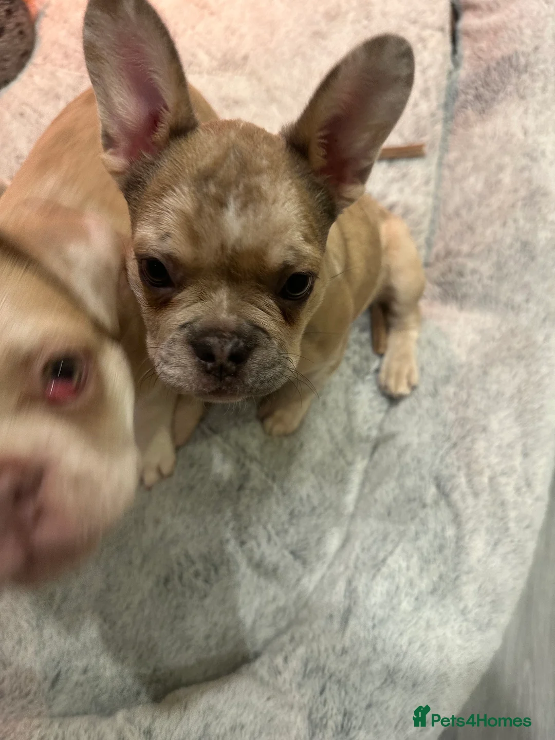 French Bulldog dogs for sale: French bulldog in Havant - Advert 5