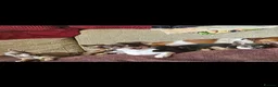 Chihuahua dogs for stud: Chocolate tri Long haired chihuahua  - Advert 3