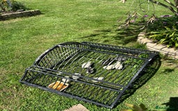 Chickens poultry for sale: Leghorn chicks  - Image 3