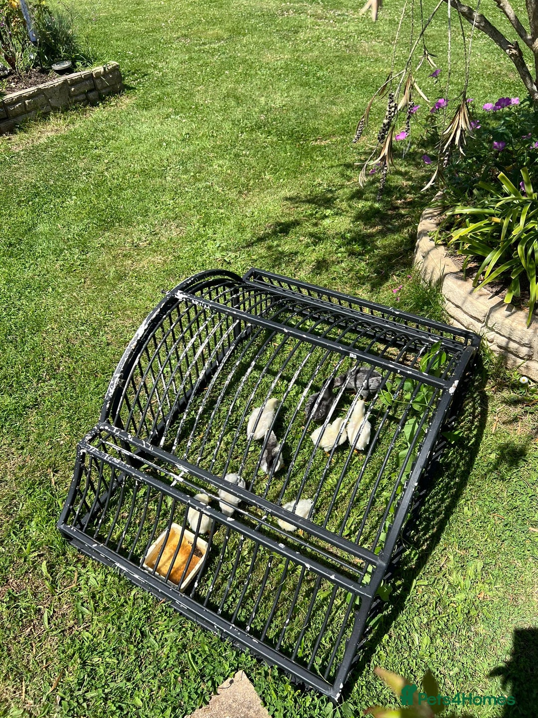 Chickens poultry for sale: Leghorn chicks  - Image 3
