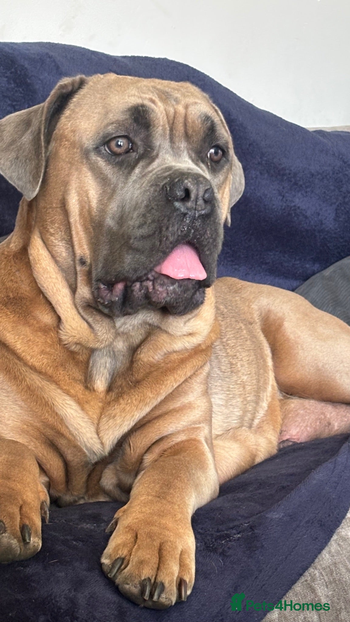 Cane Corso dogs Female cane corso - Advert 11