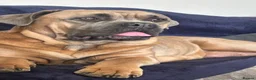Cane Corso dogs for sale: Female cane corso - Advert 1