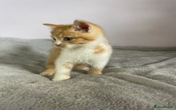 British Shorthair cats for sale: Four kittens ready to go (prices vary) - Image 39