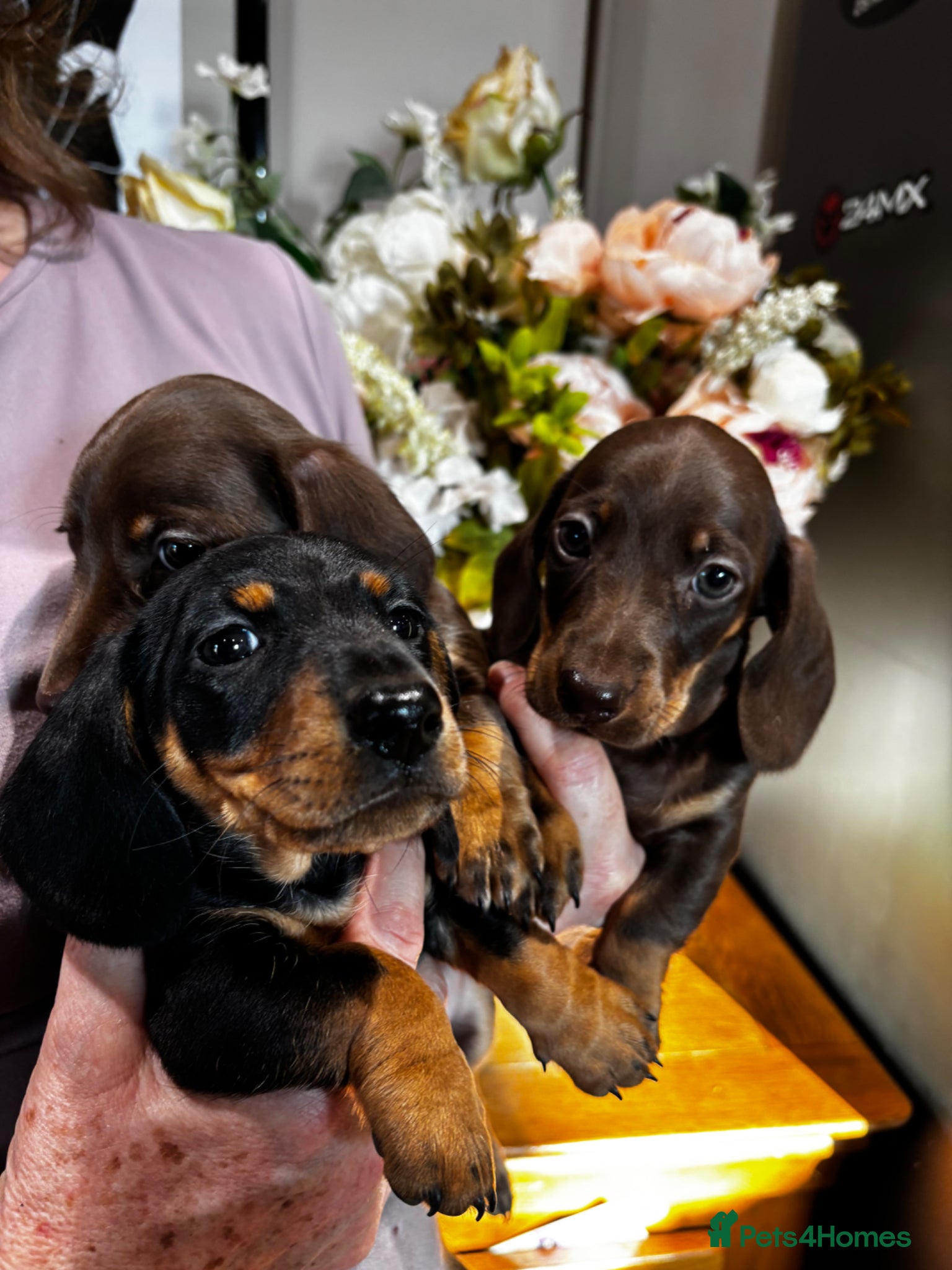 Miniature Dachshund dogs Miniature dachshund puppy for sale - Advert 4