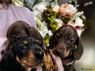 Miniature Dachshund dogs Miniature dachshund puppy for sale - Advert 4